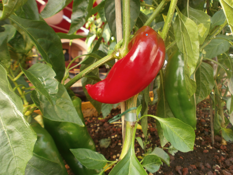 STARS'N'BARS: un jardin potager au sein de Monaco 